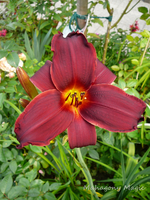 P1140289.webp