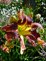 P1140300.webp