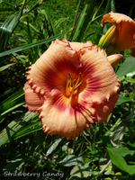 P1140316.webp