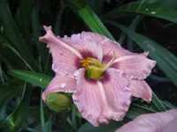 sil. merle kent _1024x768.webp