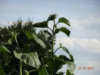 21.07.webp