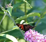 P1000480.webp