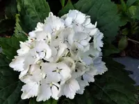 P1000530.webp