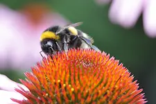 blume2.webp