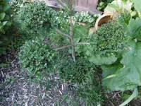 P1010450Eibe.webp