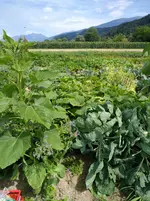 IMG_20170721_145102.webp