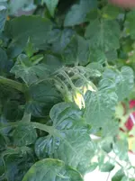 IMG_20170721_185616.webp