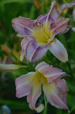 Mildred Mitchell .webp