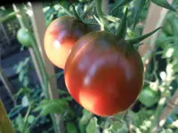 SAM_6638.webp