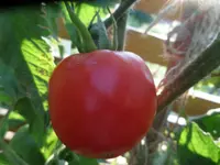 SAM_6643.webp