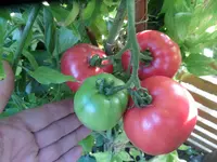 SAM_6644.webp