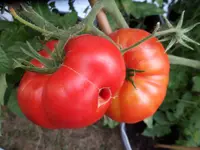 SAM_6650.webp