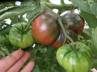 SAM_6651.webp