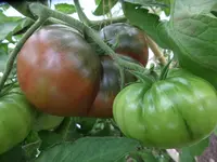 SAM_6652.webp