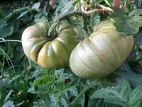 SAM_6655.webp