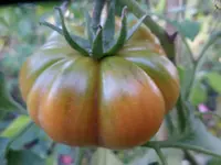 SAM_6657.webp