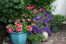 Einjährige6417.webp