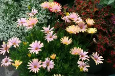 Einjährige6517.webp