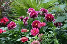 Einjährige6117.webp