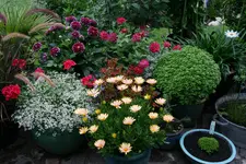 Terasse7717.webp