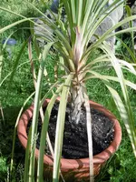 P1010423 (2).webp
