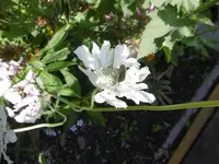 P1010412Witwenblume.webp