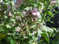 P1010411Phlox.webp