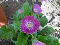 P1010407Gerbera.webp