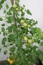 Japanische Tomate0217.jpg
