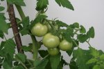 Japanische Tomate0117.jpg