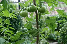 Green Zebra0117d.webp