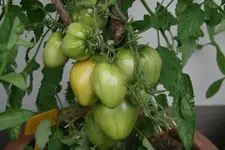 Juli0317.webp