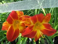 red twister_1024x768.JPG