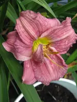 sil. new toy_576x768.webp