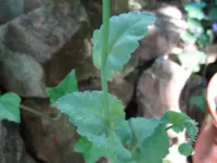 DSC07760.webp