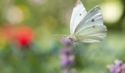 _MG_8526.webp