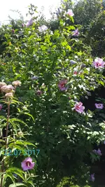 Screenshot_2017-07-22-18-29-49.webp