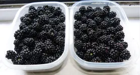 Brombeeren.webp