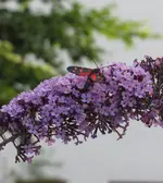 veränderliches Widderchen.webp