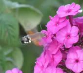 Taubenschwänzchen.webp