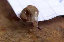 schnecke.webp