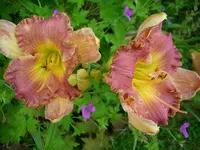DSCI0519.webp