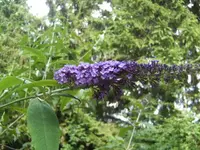 BILD7643.webp