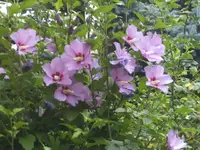 BILD7659.webp