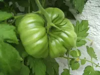 BILD7656.webp
