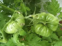 BILD7657.webp