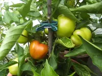 BILD7664.webp