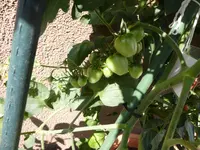 P1020890.webp