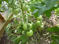 P1030023.webp