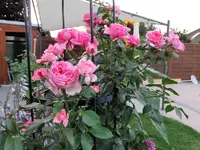 DSC01167.webp